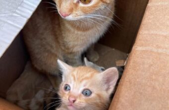 Неизвестные подбросили к офису в Твери коробку с «рыжим семейством» Неизвестные подбросили к офису в Твери коробку с «рыжим семейством»