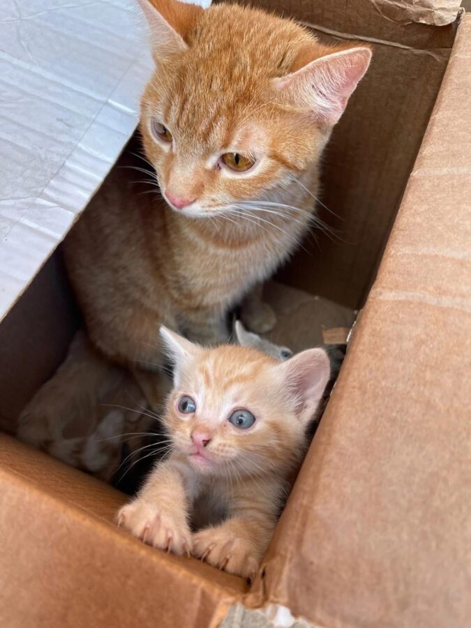 Неизвестные подбросили к офису в Твери коробку с «рыжим семейством»