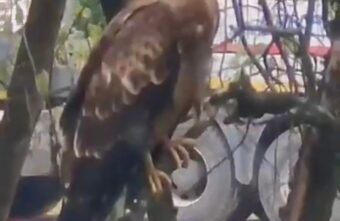 В Пролетарский район Твери прилетела хищная птица