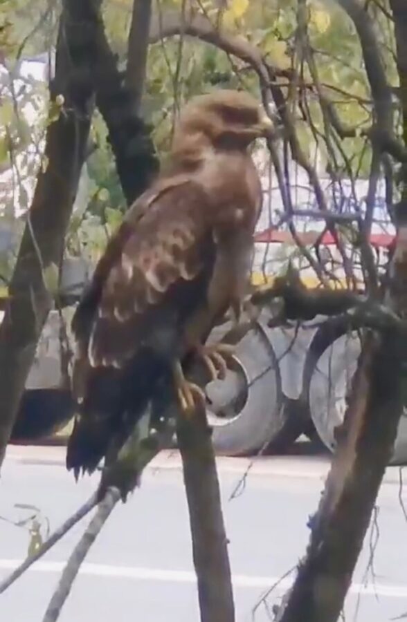 В Пролетарский район Твери прилетела хищная птица