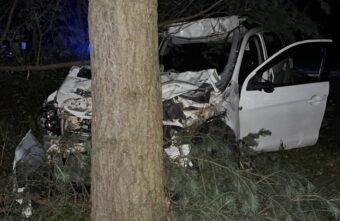 Водитель иномарки сбил лося на трассе в Тверской области