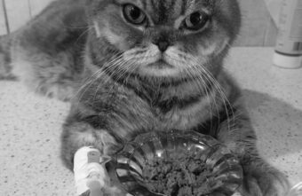 Кот Густав, наевшийся верёвок, скончался в Твери