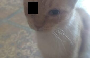 В Тверской области ждут новых хозяев две собаки и восемь кошек В Тверской области ждут новых хозяев две собаки и восемь кошек