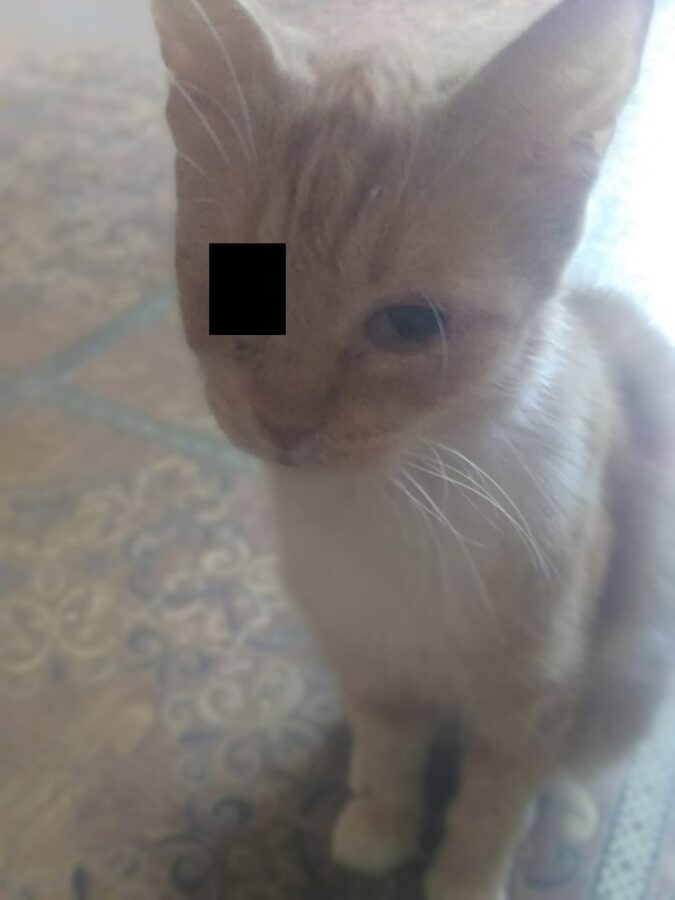 В Тверской области ждут новых хозяев две собаки и восемь кошек В Тверской области ждут новых хозяев две собаки и восемь кошек