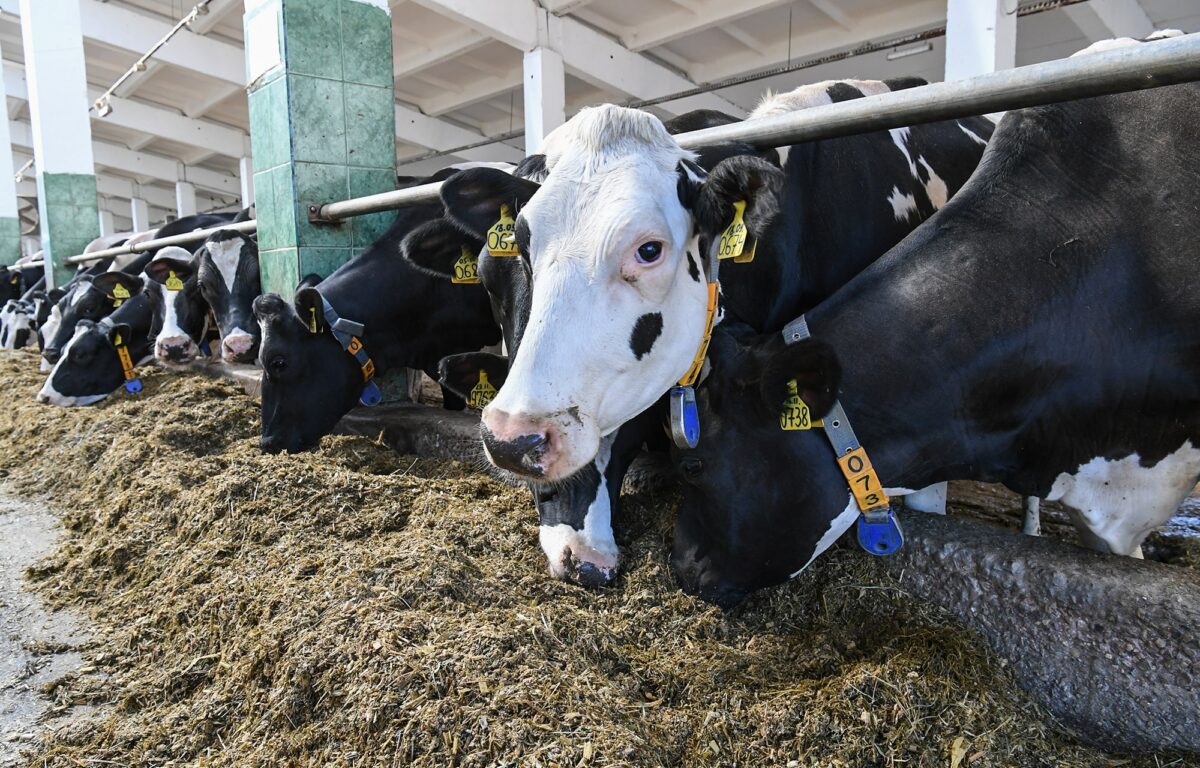 В Тверской области увеличили господдержку сельхозтоваропроизводителей