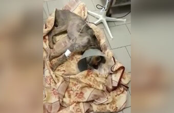 В Твери спасают старого пса, найденного на обочине