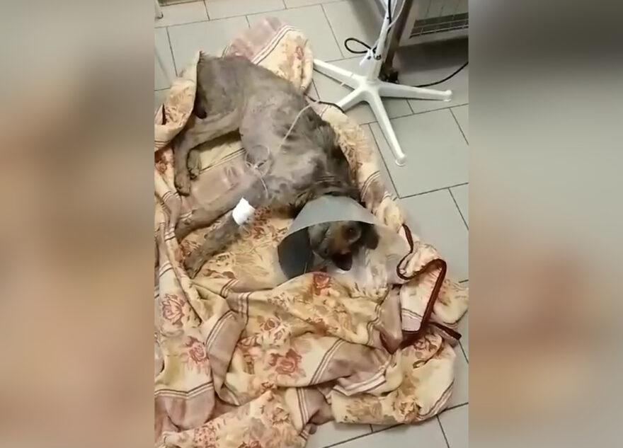 В Твери спасают старого пса, найденного на обочине