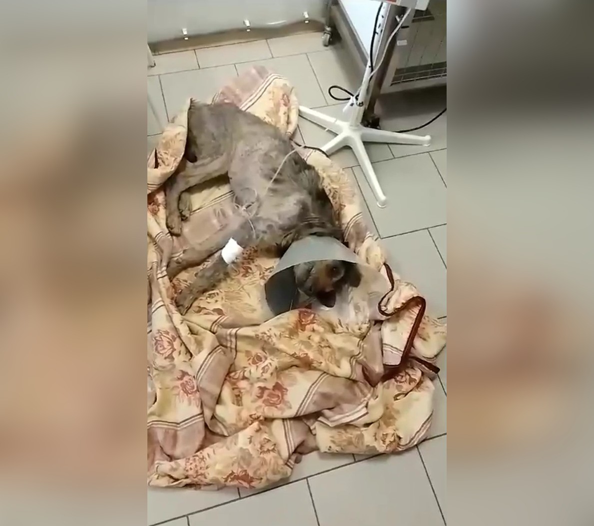 В Твери спасают старого пса, найденного на обочине