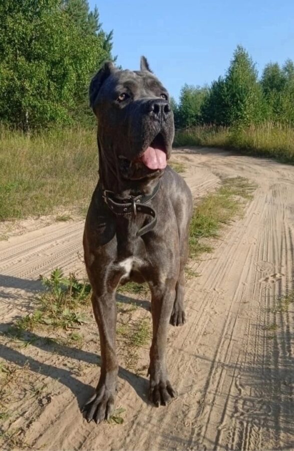 За поимку потерявшегося в Твери породистого пса обещают 100 тысяч рублей