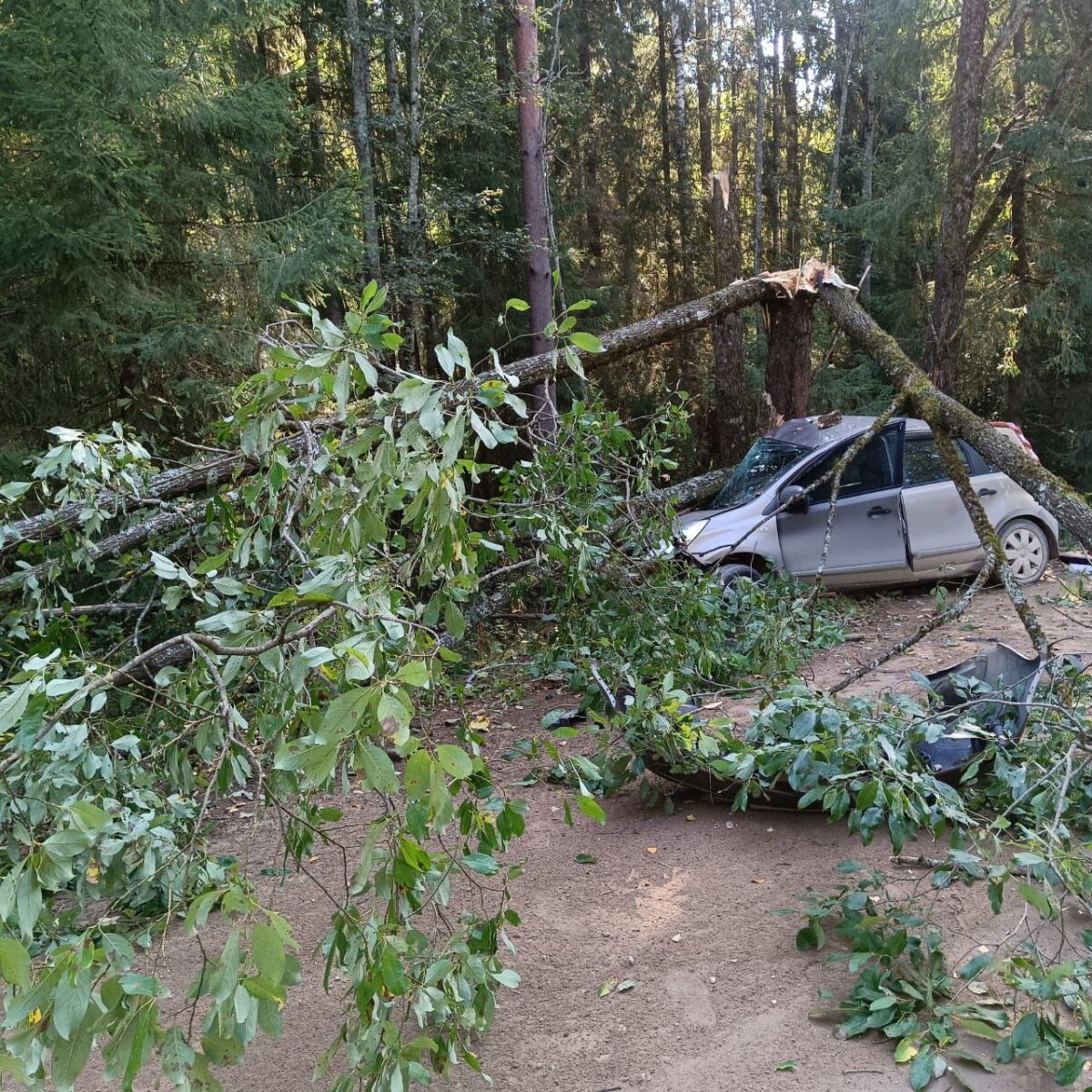 В Тверской области Nissan съехал с дороги и протаранил дерево
