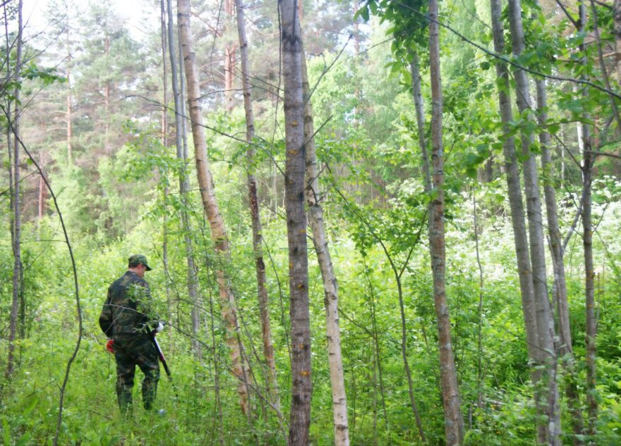 В лесу в Тверской области нашли тело пожилой женщины