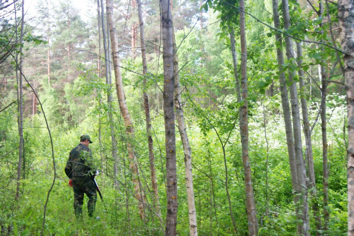 В лесу в Тверской области нашли тело пожилой женщины