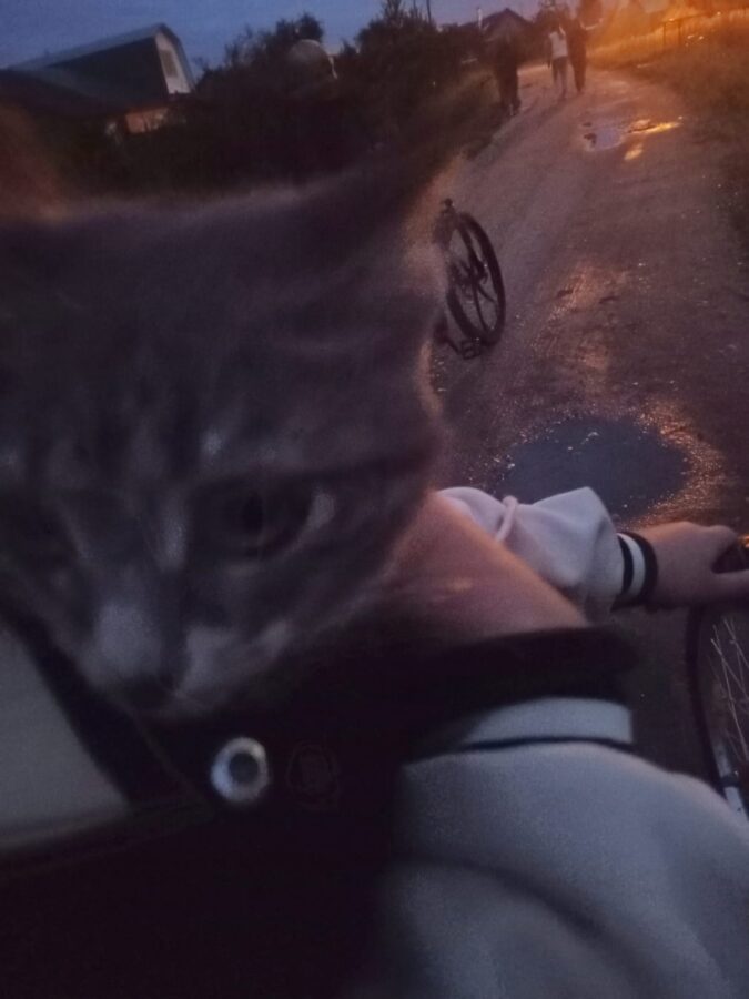 Жители посёлка в Тверской области поблагодарили пожарных за спасение котёнка