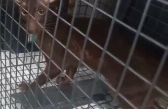 В Твери ищут хозяина для брошенной породистой кошки В Твери ищут хозяина для брошенной породистой кошки