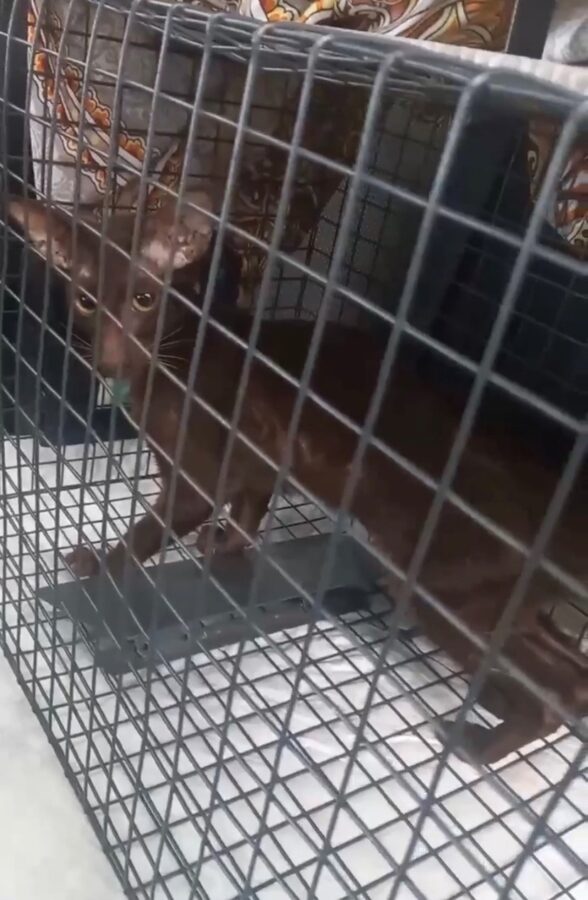 В Твери ищут хозяина для брошенной породистой кошки В Твери ищут хозяина для брошенной породистой кошки