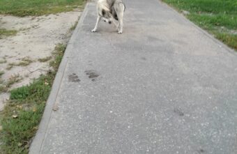 В Твери пытаются найти собаку с раздавленной лапой В Твери пытаются найти собаку с раздавленной лапой