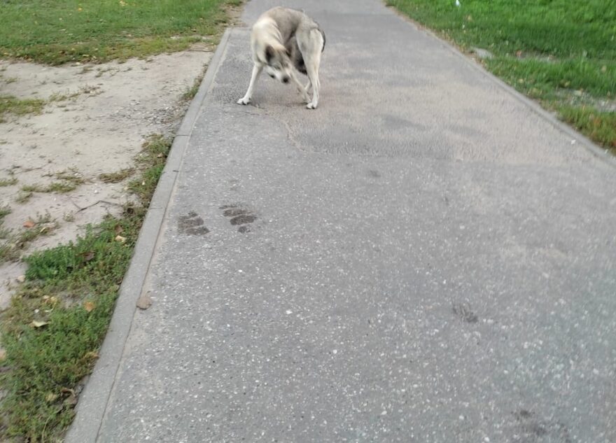 В Твери пытаются найти собаку с раздавленной лапой