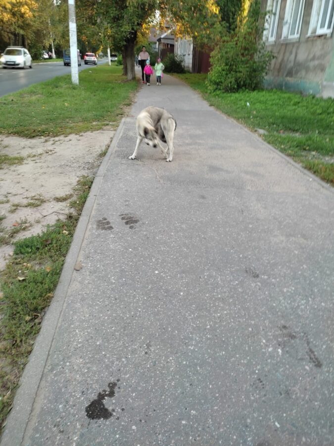 В Твери пытаются найти собаку с раздавленной лапой В Твери пытаются найти собаку с раздавленной лапой