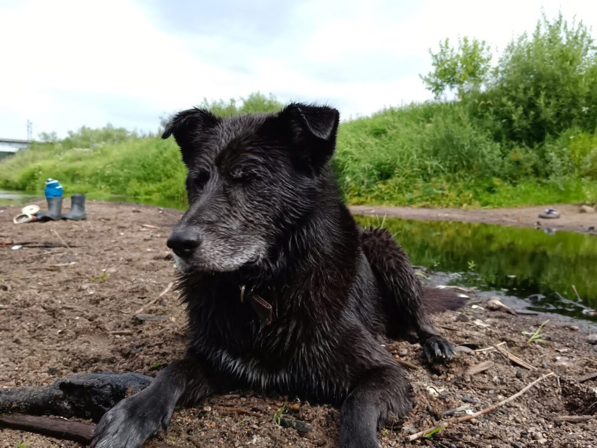 В Твери мужчина застрелил домашнего пса на глазах у хозяев