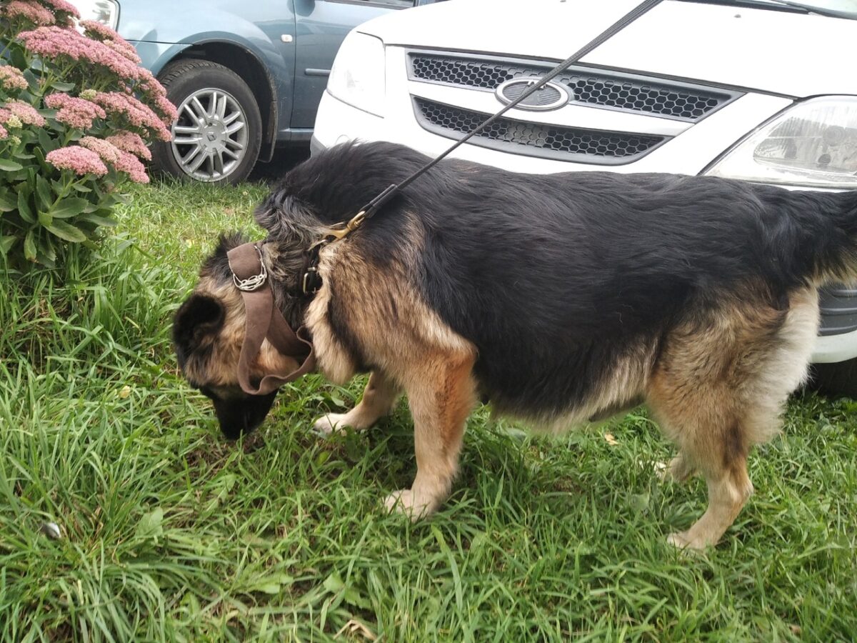 Жители деревни в Тверской области оплатили операцию брошенной беременной собаки Жители деревни в Тверской области оплатили операцию брошенной беременной собаки