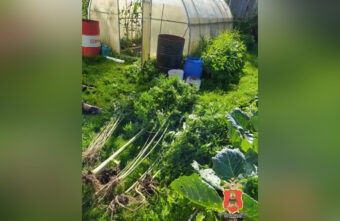 34 куста конопли нашли на участке у жителя Тверской области 34 куста конопли нашли на участке у жителя Тверской области