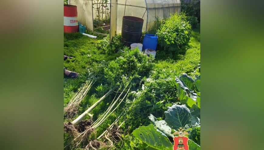 34 куста конопли нашли на участке у жителя Тверской области