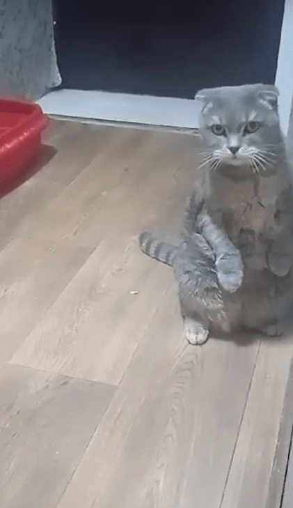 Кот, найденный в посёлке под Тверью, похвастался «новыми» лапками