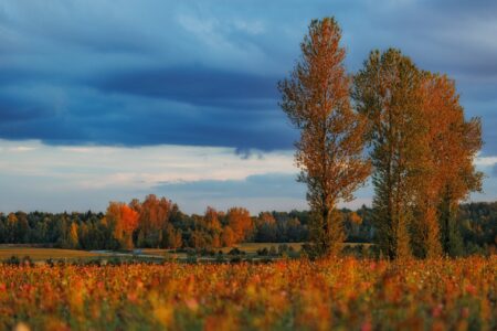 В Тверской области начинается очередная волна бабьего лета