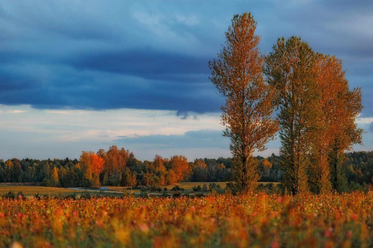 В Тверской области начинается очередная волна бабьего лета