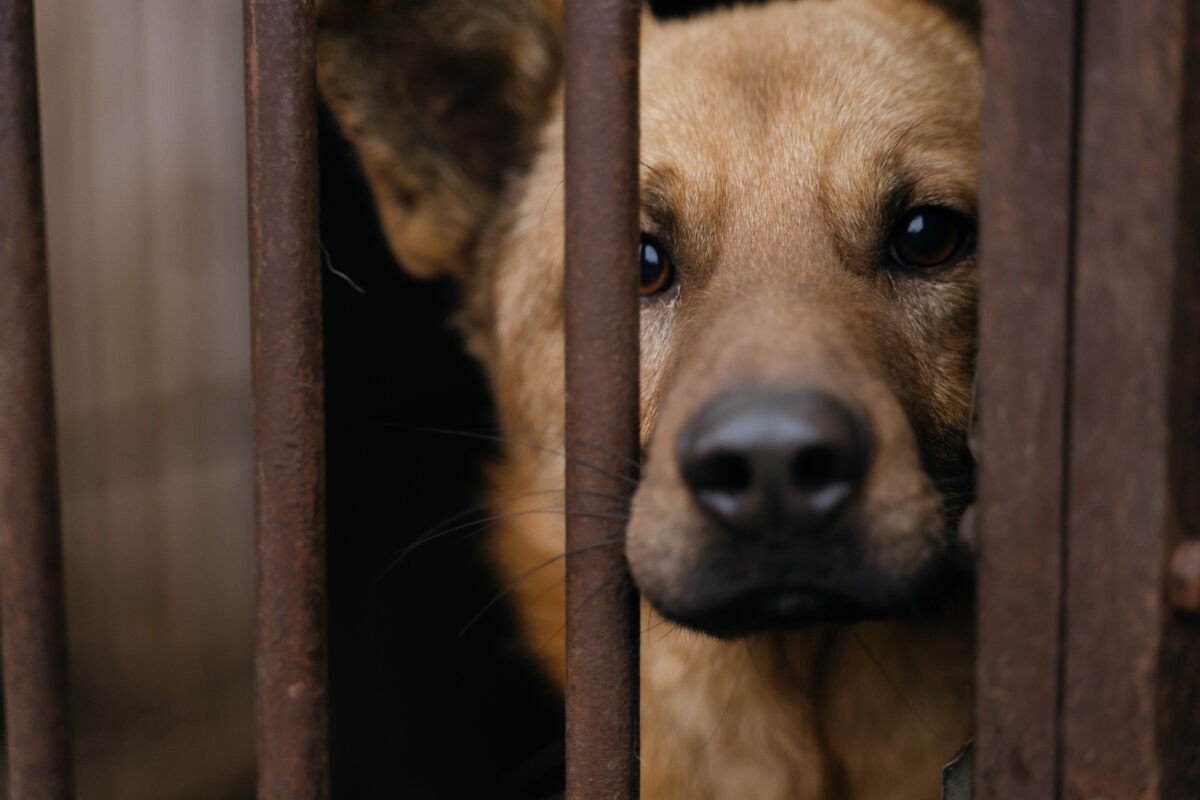 В Твери пройдёт сбор макулатуры в помощь приюту для бездомных животных