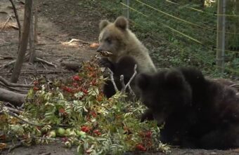 Медвежата-сироты пробуют на вкус новые гостинцы в Тверской области