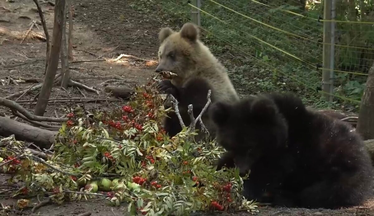 Медвежата-сироты пробуют на вкус новые гостинцы в Тверской области