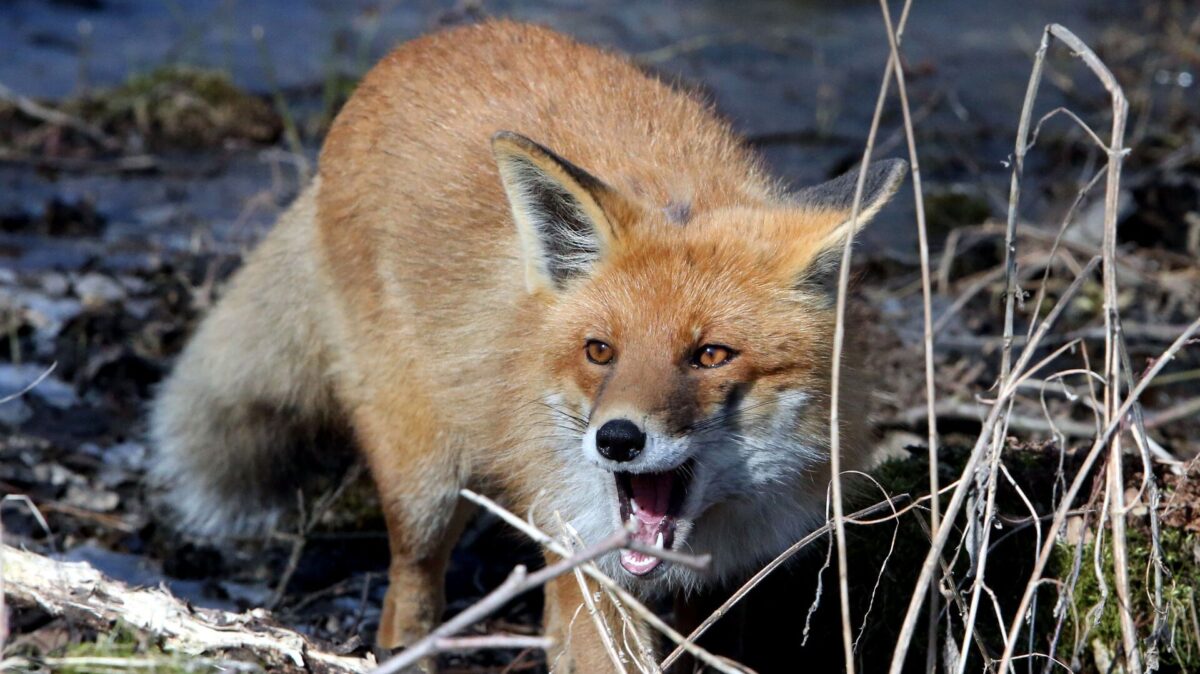 В Тверской области обнаружили очаг бешенства животных