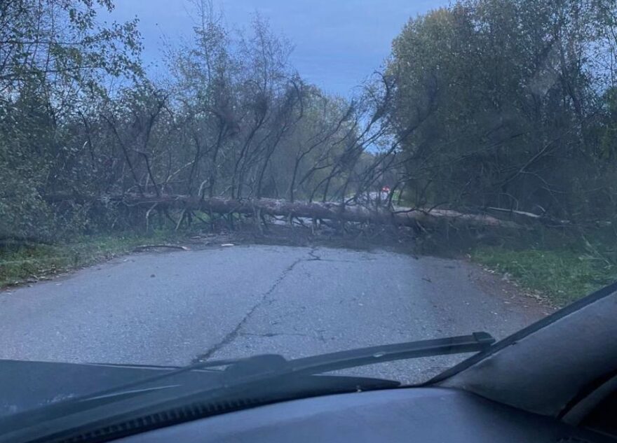 В Тверской области упавшее дерево перекрыло дорогу