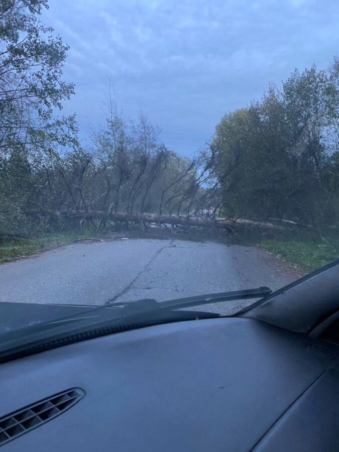 В Тверской области упавшее дерево перекрыло дорогу