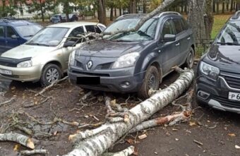 В Твери на припаркованную иномарку упало дерево