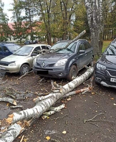 В Твери на припаркованную иномарку упало дерево