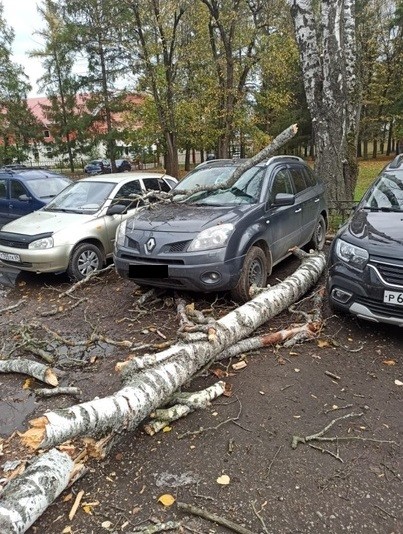 В Твери на припаркованную иномарку упало дерево