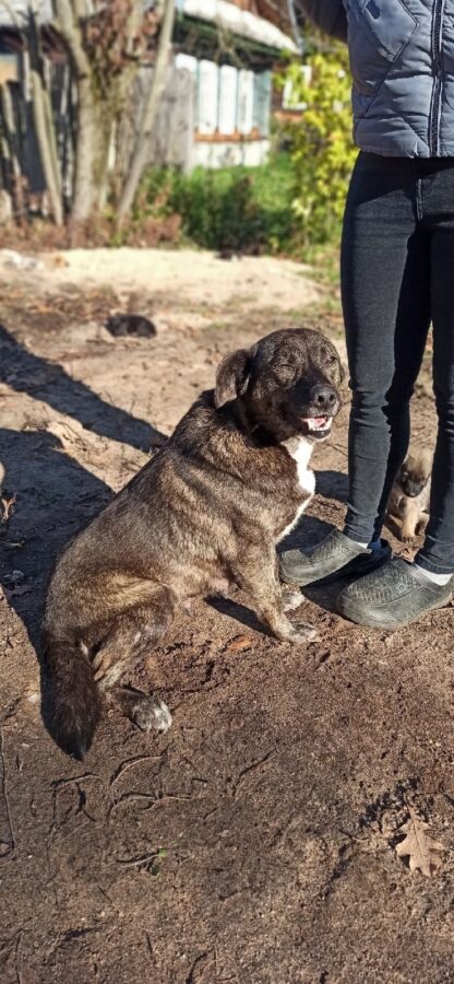В Тверской области ищут хозяев для брошенных питомцев