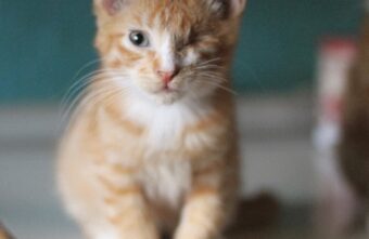 Жители Твери помогли спасти одноглазого бездомного котёнка