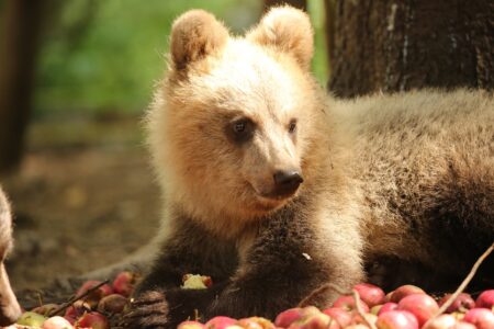 Центру спасения медвежат-сирот в Тверской области исполнилось 5 лет