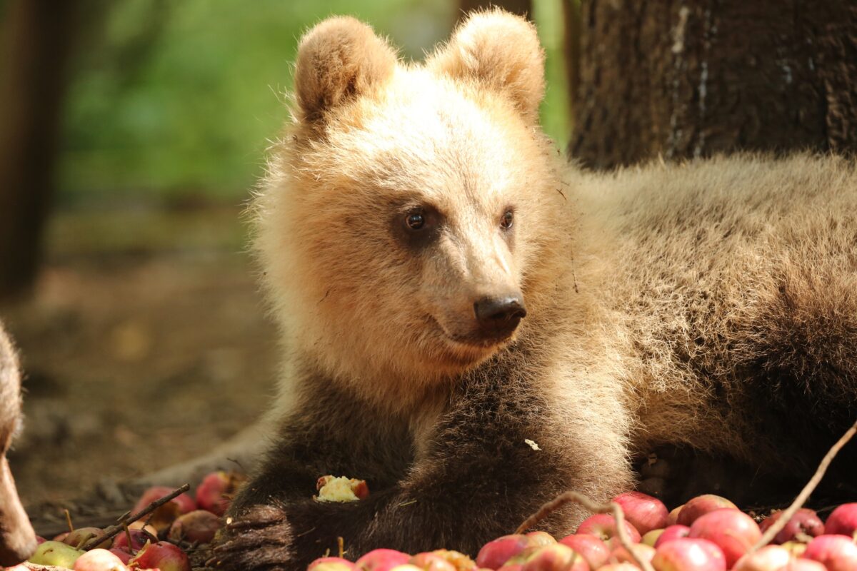 Центру спасения медвежат-сирот в Тверской области исполнилось 5 лет