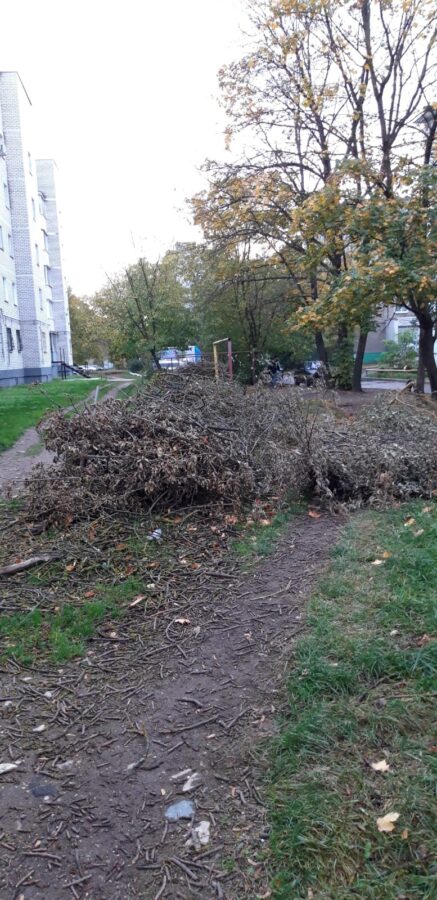 В Твери во дворе жилого дома гниют сухие ветки