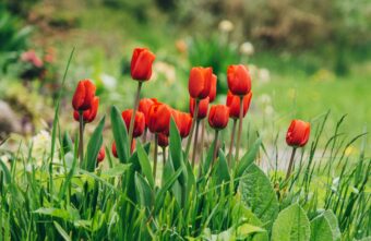 В Андреаполя у памятника Ленину высаживают цветы