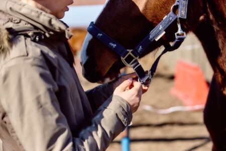 В Твери запретили катание на лошадях