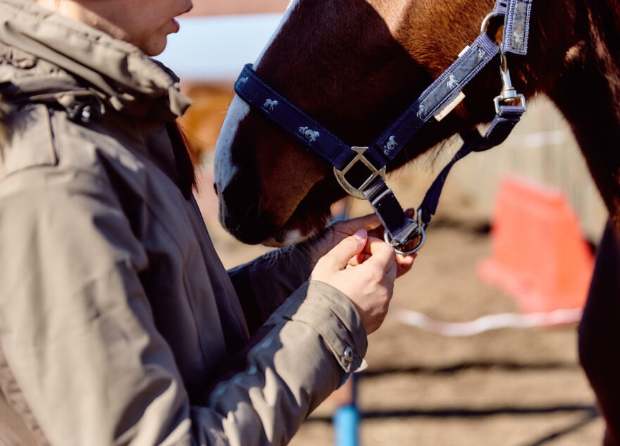 В Твери запретили катание на лошадях
