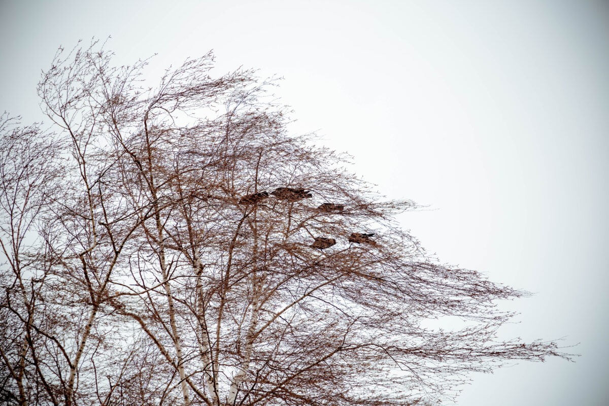 В Тверской области несколько суток будет дуть сильный ветер