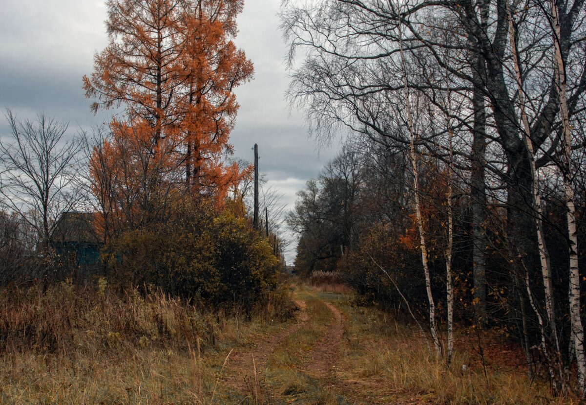 На одного жителя Тверской области приходится 4122 дерева На одного жителя Тверской области приходится 4122 дерева