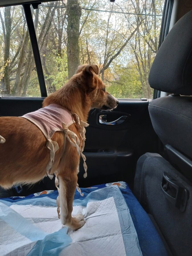 Пёс Оська, оставшийся без лапы после столкновения с машиной в Твери, не сидит на месте