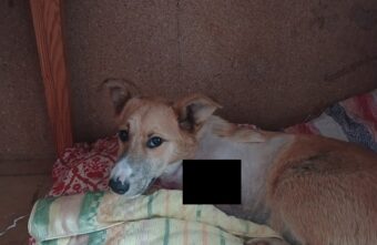 В Твери помогают псу, оставшемуся без лапы после столкновения с машиной В Твери помогают псу, оставшемуся без лапы после столкновения с машиной